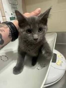 Bronwyn -  Domestic Medium Hair Cat for Adoption in Manitowoc, Wisconsin - Bronwyn | PetCurious
