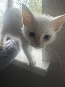Bo Duke -  Siamese Cat for Adoption in Liverpool, Texas - Bo Duke | PetCurious