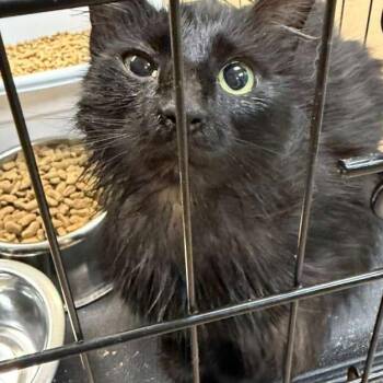 Domestic Medium Hair Cats Available for Adoption in Gadsden, Alabama - Peach | PetCurious