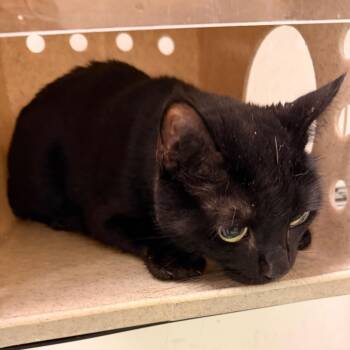 Smokey Joe -  Domestic Short Hair Cat for Adoption in Philadelphia, Pennsylvania - Smokey Joe | PetCurious