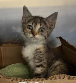 Tilly -  Domestic Short Hair Cat for Adoption in Honolulu, Hawaii - Tilly | PetCurious