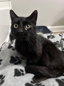 Domestic Medium Hair Cats Available for Adoption - Coal | PetCurious