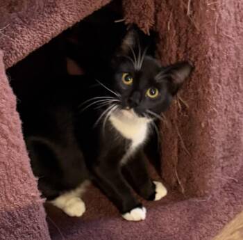 JoJo -  Domestic Short Hair Cat for Adoption in Lansdowne, Pennsylvania - JoJo | PetCurious