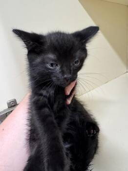 Strawberry -  Domestic Short Hair Cat for Adoption in Bloomington, Indiana - Strawberry | PetCurious