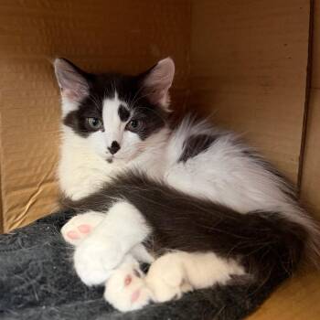 Renley -  Domestic Medium Hair Cat for Adoption in Portage, Michigan - Renley | PetCurious