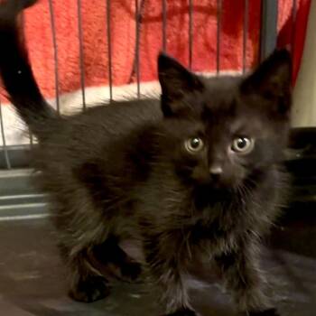 Rescue Domestic Short Hair Cats for Adoption in Monroe, Michigan - Abbey | PetCurious