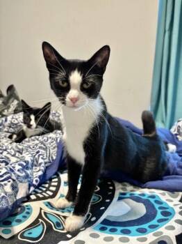 Mittens -  Domestic Short Hair Cat for Adoption in North Babylon, New York - Mittens | PetCurious