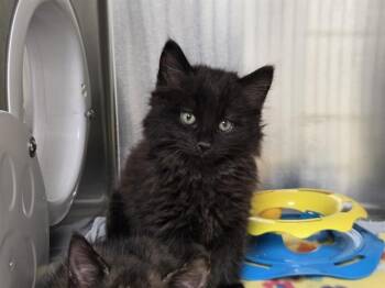 KING -  Domestic Long Hair Cat for Adoption in Kent, Washington - KING | PetCurious