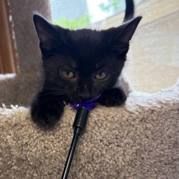Midnight BurrPurr 56586 -  Domestic Medium Hair Cat for Adoption in Eaton Rapids, Michigan - Midnight BurrPurr 56586 | PetCurious