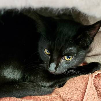 Domestic Short Hair Cats Available for Adoption - Francesca (bonded W/ Daphne) | PetCurious