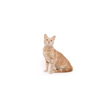 Domestic Short Hair Cats Available for Adoption in Los Angeles, California - Puma | PetCurious
