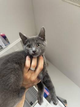 Domestic Short Hair Cats Available for Adoption in Bolivar, Missouri - Stripes | PetCurious