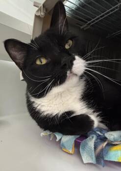 Big Guy -  Domestic Short Hair Cat for Adoption in Saint Paul, Minnesota - Big Guy | PetCurious