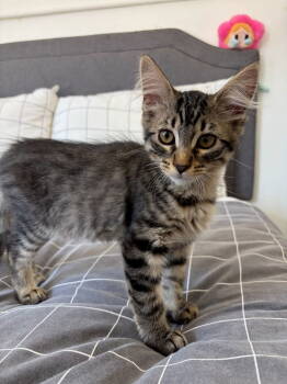 Rescue Domestic Short Hair Cats for Adoption in Los Angeles, California - Guava | PetCurious