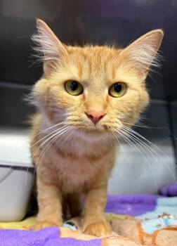 Domestic Medium Hair Cats Available for Adoption in Huntington, Indiana - Lucia | PetCurious