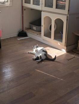 Ivory -  Domestic Short Hair Cat for Adoption in Kalamazoo, Michigan - Ivory | PetCurious