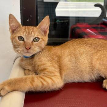 Sunshine #2244 -  Domestic Short Hair Cat for Adoption in Buffalo, New York - Sunshine #2244 | PetCurious