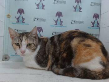 GRACIE -  Domestic Short Hair Cat for Adoption in Orlando, Florida - GRACIE | PetCurious