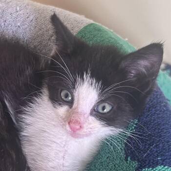 Cider - The Fall Kittens -  Domestic Short Hair Cat for Adoption in Yardley, Pennsylvania - Cider - The Fall Kittens | PetCurious