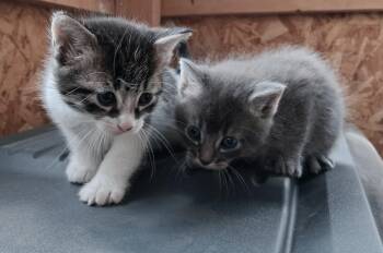 Harley and Davidson -  American Shorthair Cat Available for Adoption in Staatsburg, New York - Harley And Davidson | PetCurious