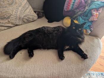 Sheba -  Domestic Long Hair Cat for Adoption in Salisbury, North Carolina - Sheba | PetCurious
