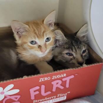 Hot Wheels -  Domestic Short Hair Cat for Adoption in Westminster, California - Hot Wheels | PetCurious