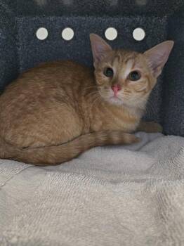 *Bashful* -  Domestic Short Hair Cat for Adoption in Salt Lake City, Utah - *Bashful* | PetCurious