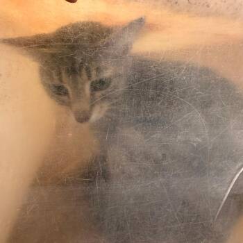 Lanni Bee -  Domestic Short Hair Cat for Adoption in Philadelphia, Pennsylvania - Lanni Bee | PetCurious