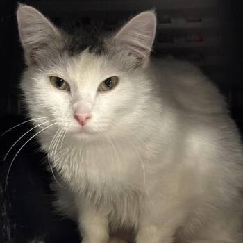 Snowbell -  Domestic Short Hair Cat for Adoption in Salt Lake City, Utah - Snowbell | PetCurious