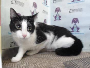 Domestic Short Hair Cats Available for Adoption - NUGGS | PetCurious