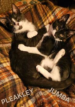 Domestic Short Hair Cats Available for Adoption - Pleakley | PetCurious