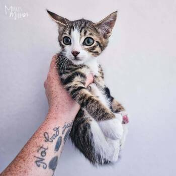Chaco -  Domestic Short Hair Cat for Adoption in Spokane, Washington - Chaco | PetCurious