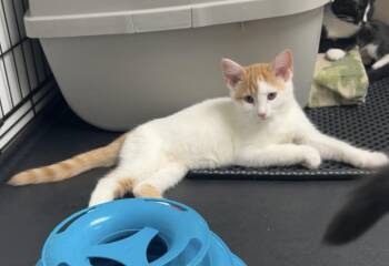 Cheesesteak -  Domestic Short Hair Cat for Adoption in Montville, New Jersey - Cheesesteak | PetCurious