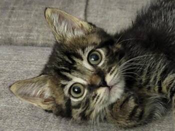 Monday -  Domestic Short Hair Cat for Adoption in Portland, Oregon - Monday | PetCurious