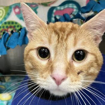 Sardine -  Domestic Short Hair Cat for Adoption in Grand Rapids, Michigan - Sardine | PetCurious