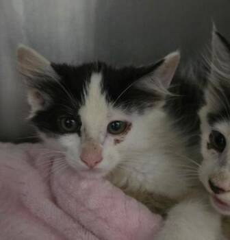 Pouncer -  Domestic Medium Hair and Domestic Short Hair Cat for Adoption in Clinton, Missouri - Pouncer | PetCurious