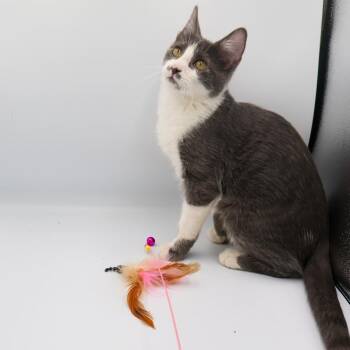 Domestic Short Hair Cats Available for Adoption - Kaladin | PetCurious