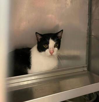 Gizzy -  Domestic Short Hair Cat for Adoption in Bossier City, Louisiana - Gizzy | PetCurious