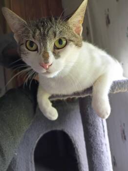 Rescue American Shorthair Cats for Adoption in Eagle Bridge, New York - HAILEY | PetCurious