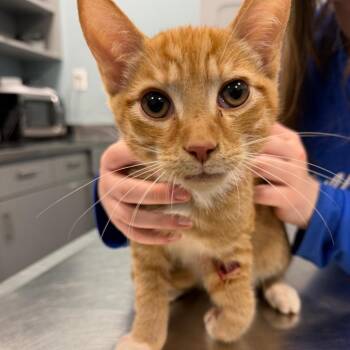 Domestic Short Hair Cats Available for Adoption - Clyde | PetCurious