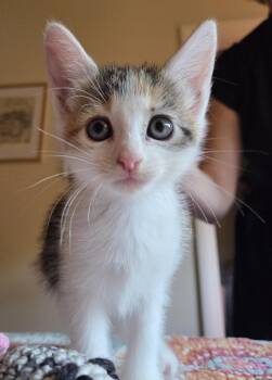 Winnie -  Calico Cat for Adoption in Trophy Club, Texas - Winnie | PetCurious