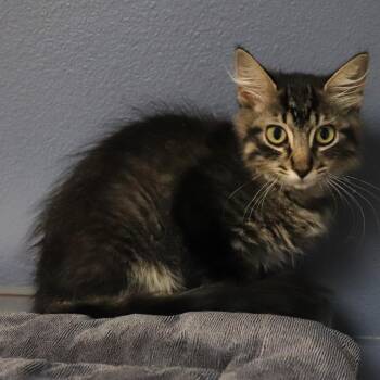 Thomas -  Domestic Medium Hair Cat for Adoption in Lakeland, Florida - Thomas | PetCurious