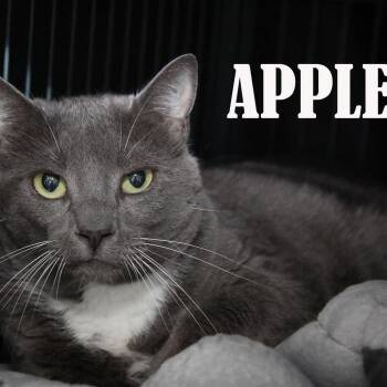 Apple -  Domestic Short Hair and Mixed Breed Cat for Adoption in Mooresville, North Carolina - Apple | PetCurious