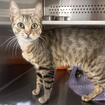 Genevieve -  Domestic Short Hair Cat for Adoption in Dearborn, Michigan - Genevieve | PetCurious