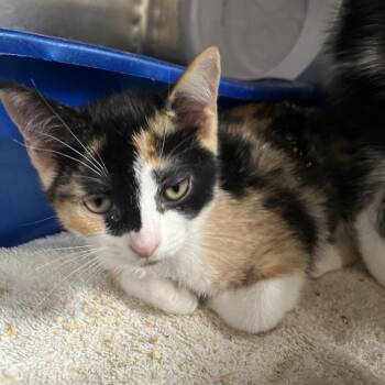 Artemis -  Domestic Short Hair Cat for Adoption in Lakeland, Florida - Artemis | PetCurious