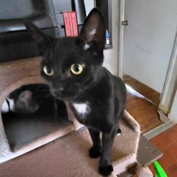 Rescue Domestic Short Hair Cats for Adoption in Warr Acres, Oklahoma - Spots | PetCurious