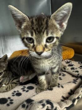 Rescue Domestic Short Hair Cats for Adoption in Hot Springs, Arkansas - Moshpit | PetCurious