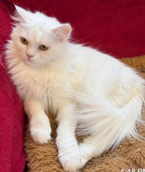 Rescue Turkish Angora Cats for Adoption in Snow Hill, Maryland - Nyra | PetCurious