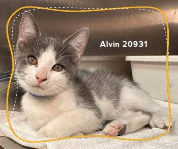 ALVIN (see also SIMON & THEODORE) -  Domestic Short Hair Cat for Adoption in Marietta, Georgia - ALVIN (see Also SIMON & THEODORE) | PetCurious
