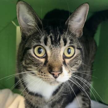 Domestic Short Hair Cats Available for Adoption in Burlingame, California - Oni & Minnie | PetCurious